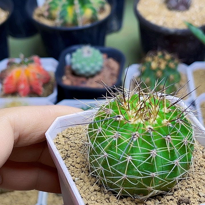 无名长刺球一颗9.9