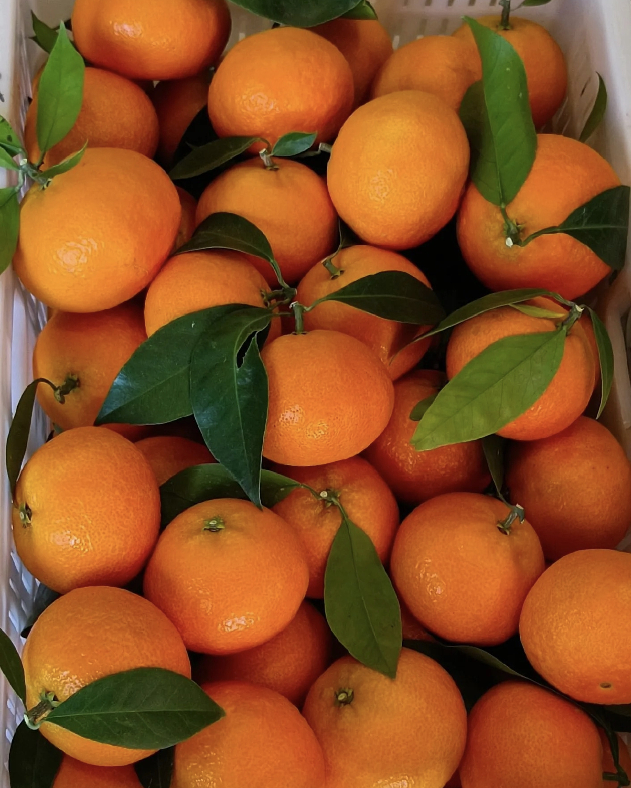 正宗象山红美人皮薄肉厚果园直发新鲜多汁水果