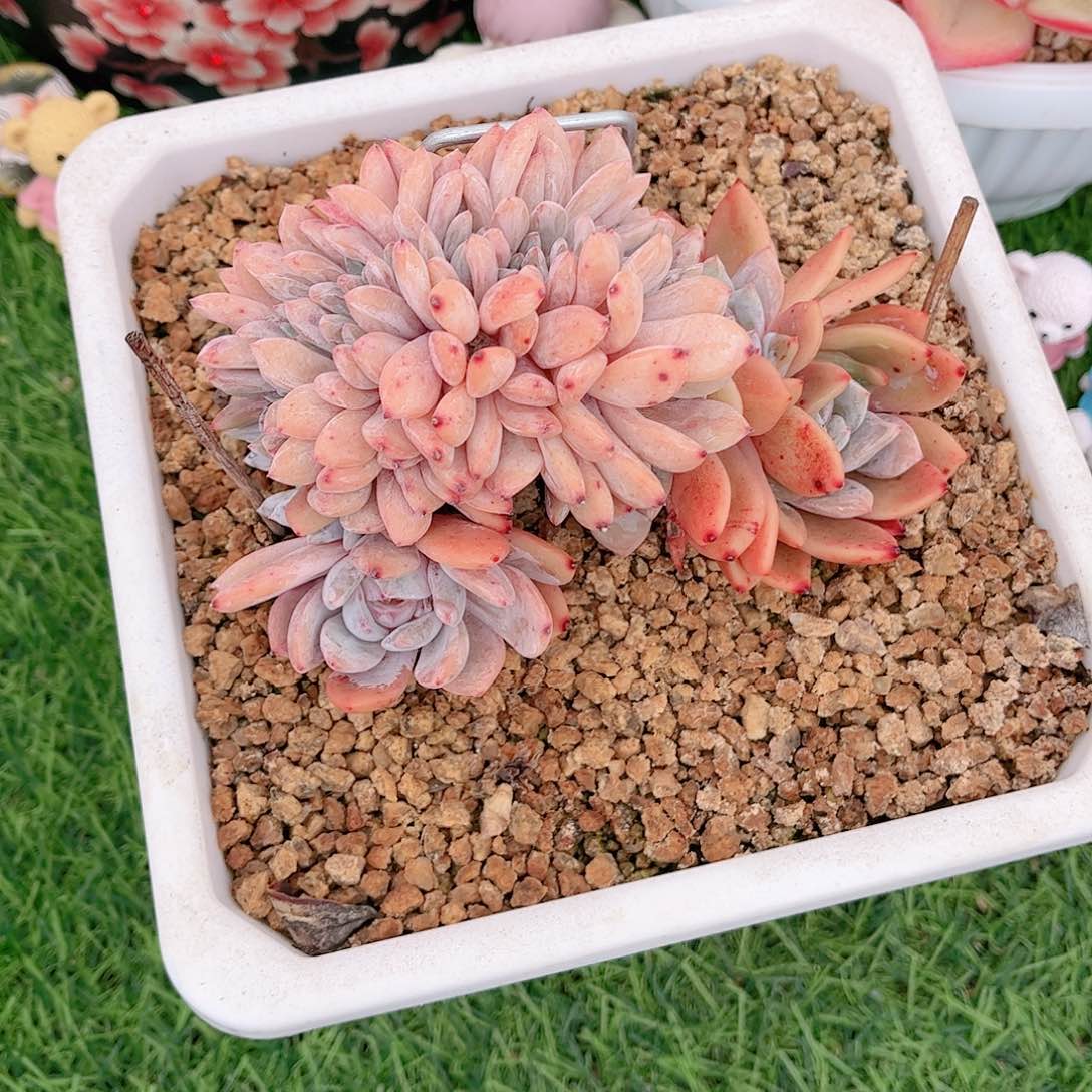 韩版星影橙缀多肉