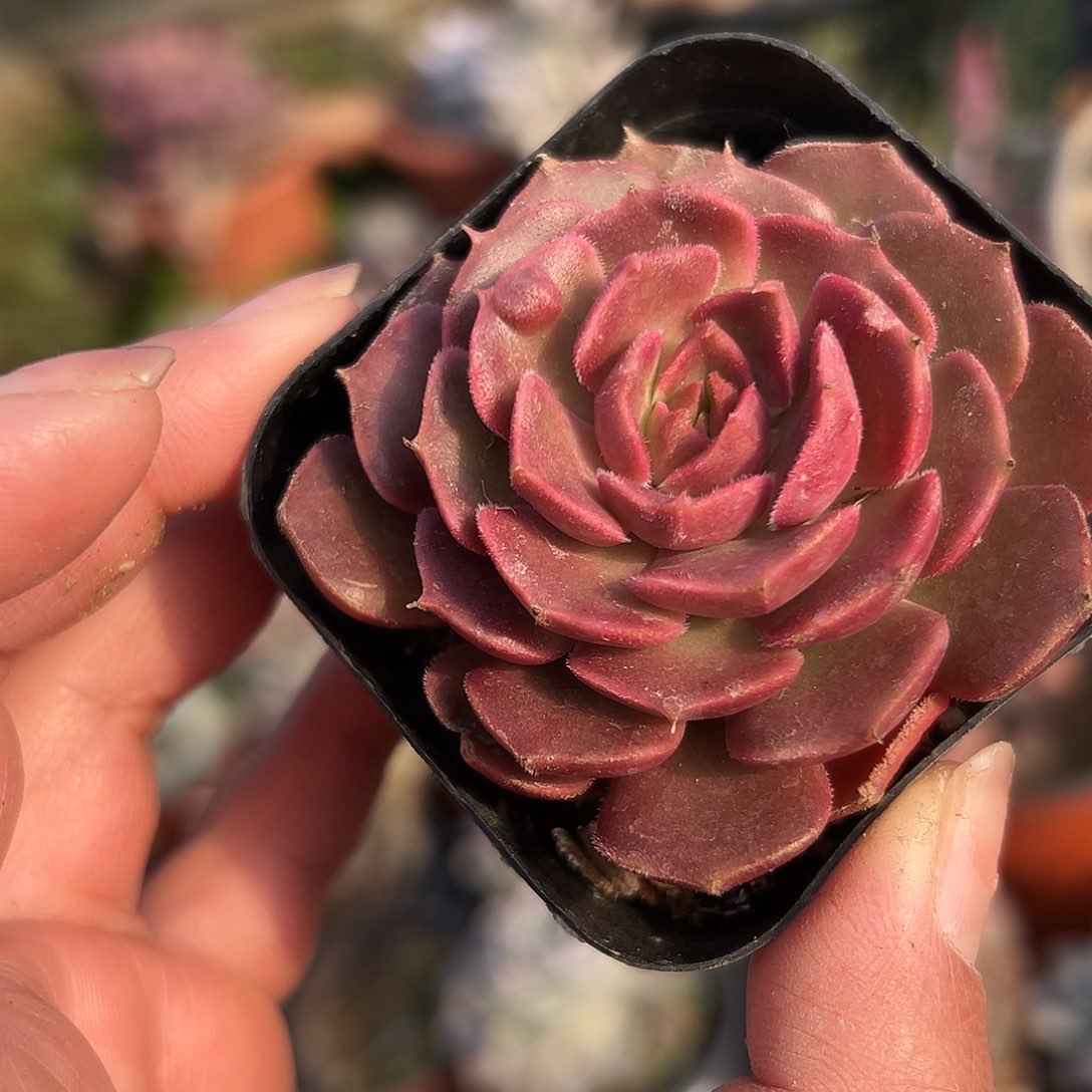 多肉植物多肉植物