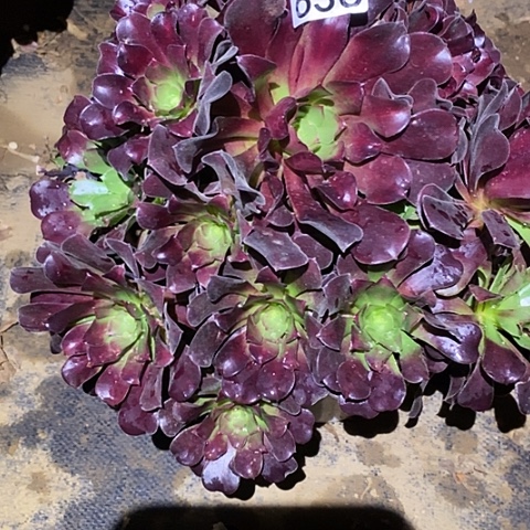 多肉植物法师636欧资