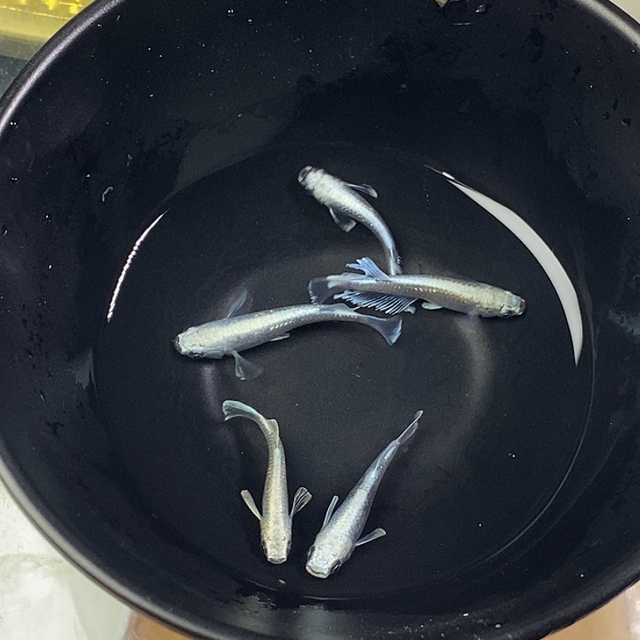 青鳉鱼短天5条52号