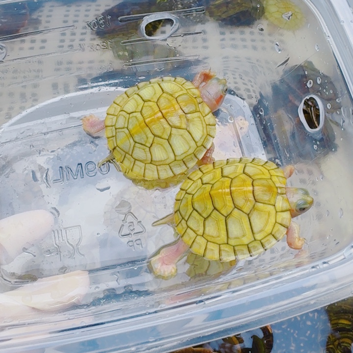 幸***幸宠物龟母22222222222