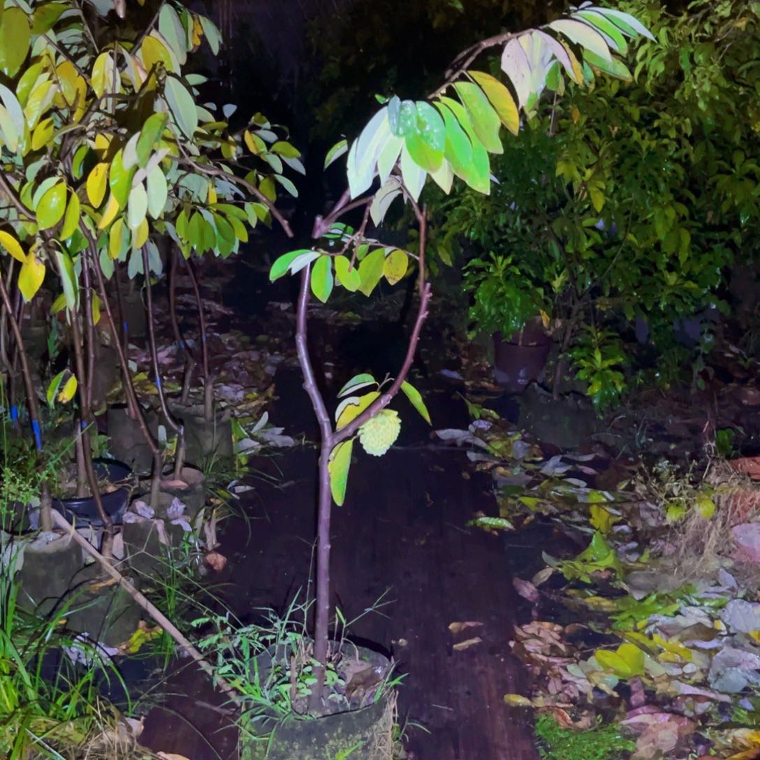无花朵果树5865676