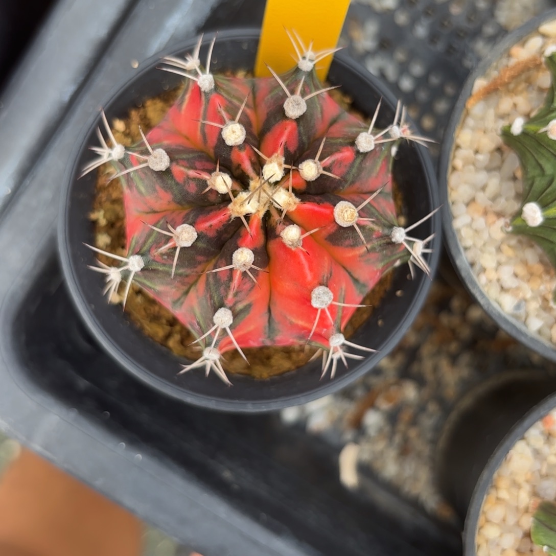 181-1210泰国发货多肉