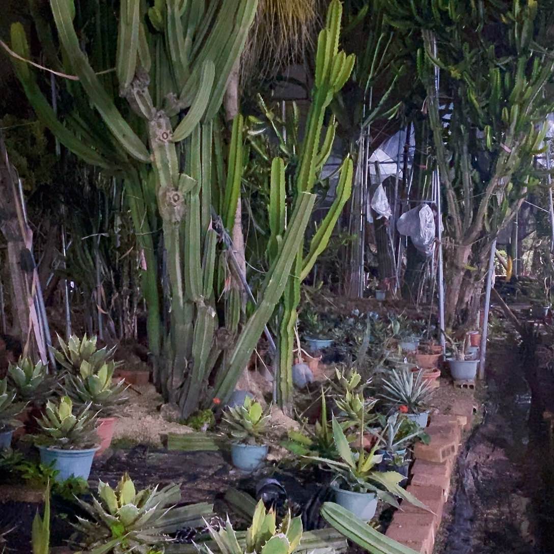 量天尺套餐高30、40、50公分三颗