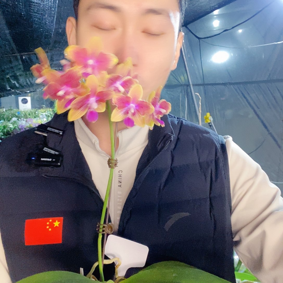 无花朵金沙蝴蝶兰