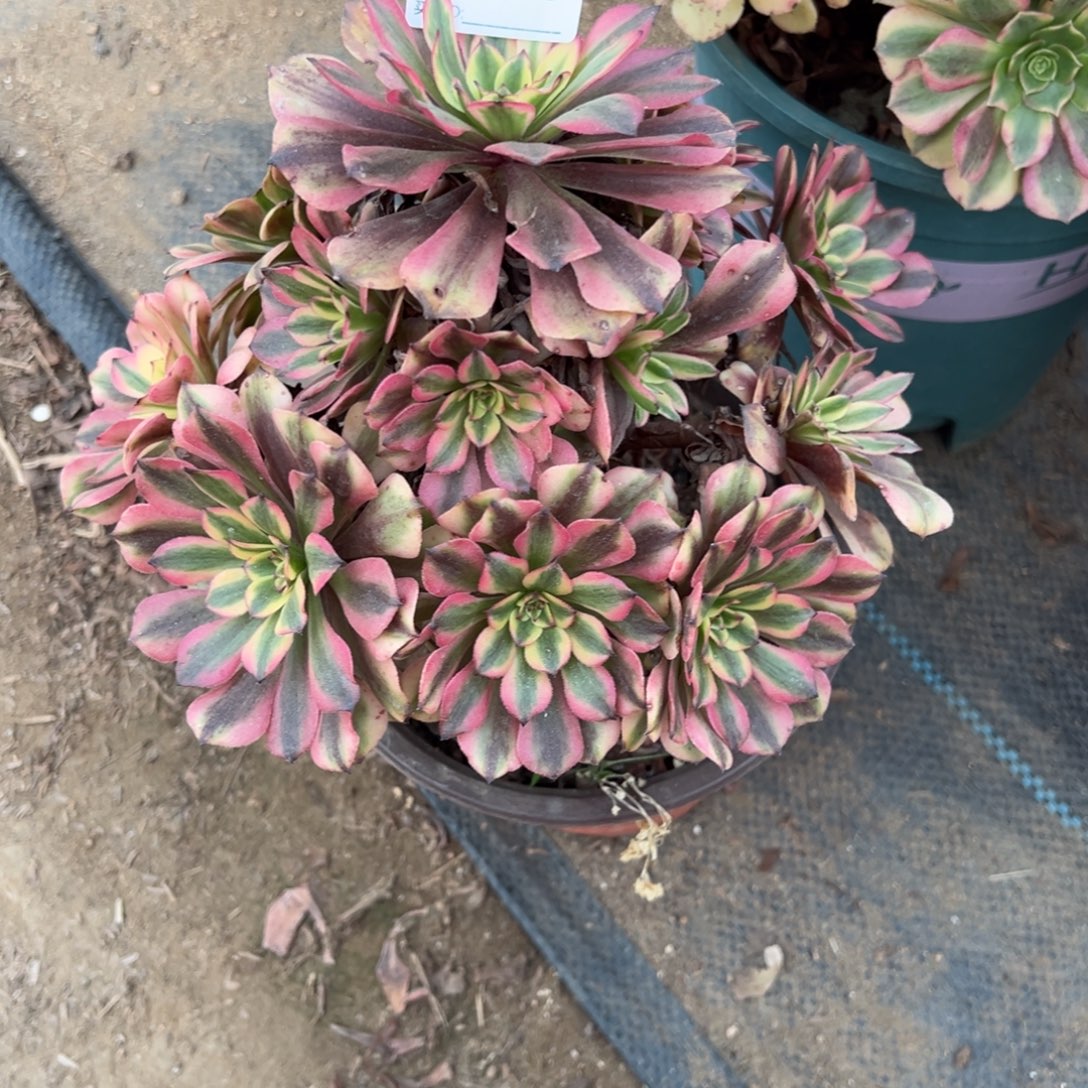 125粉钻多肉植物法师多肉