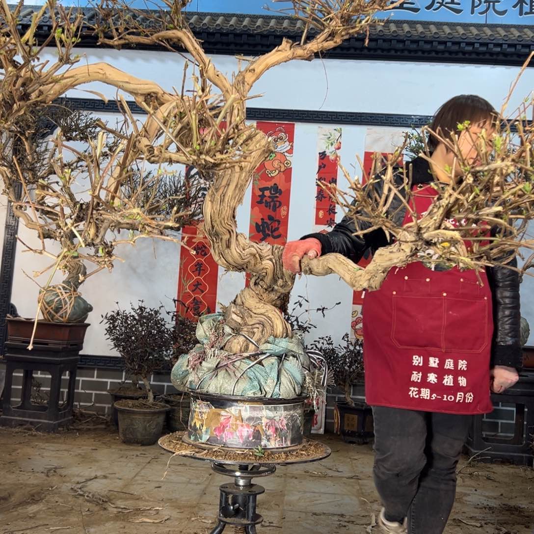 金银花88888888888888888