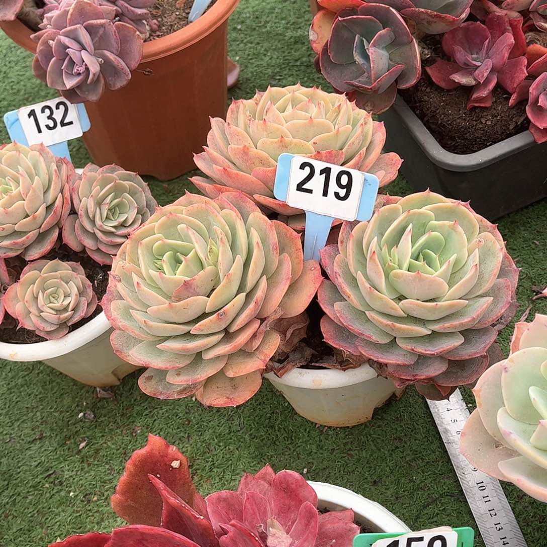 S****Z白雪公主多肉植物6