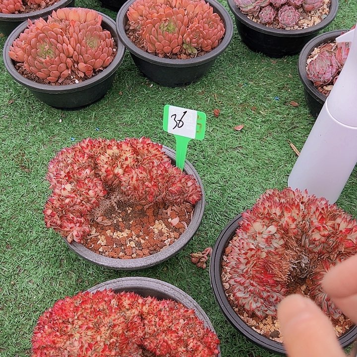 36红蜡烫嘴一个脱土