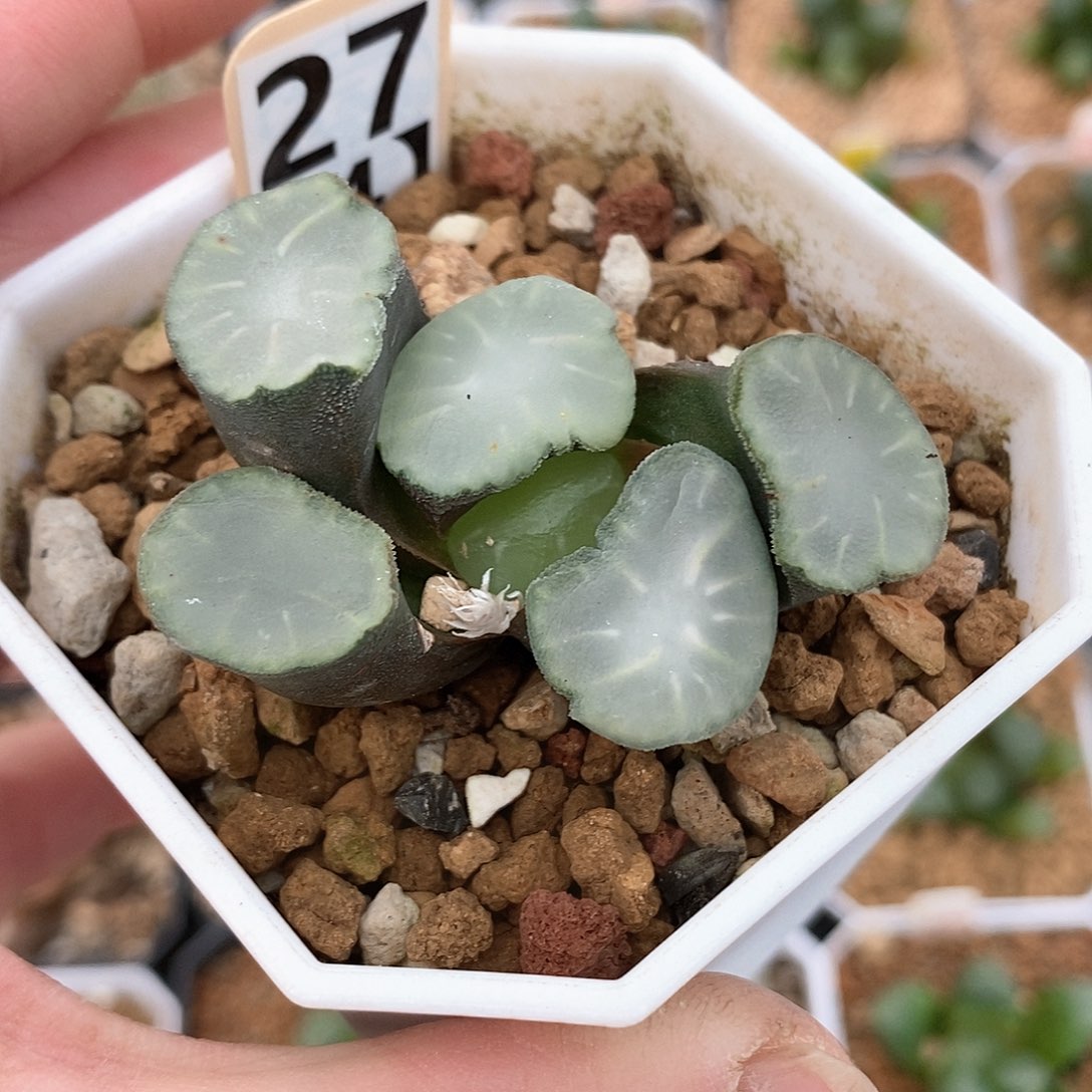 27号盐湖城万象一物一拍的