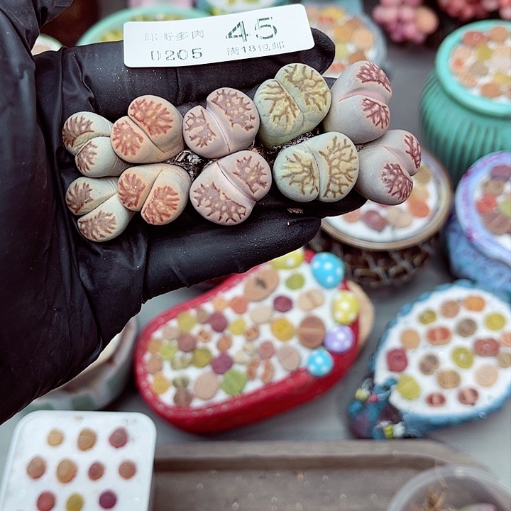 多肉植物生石花5-45