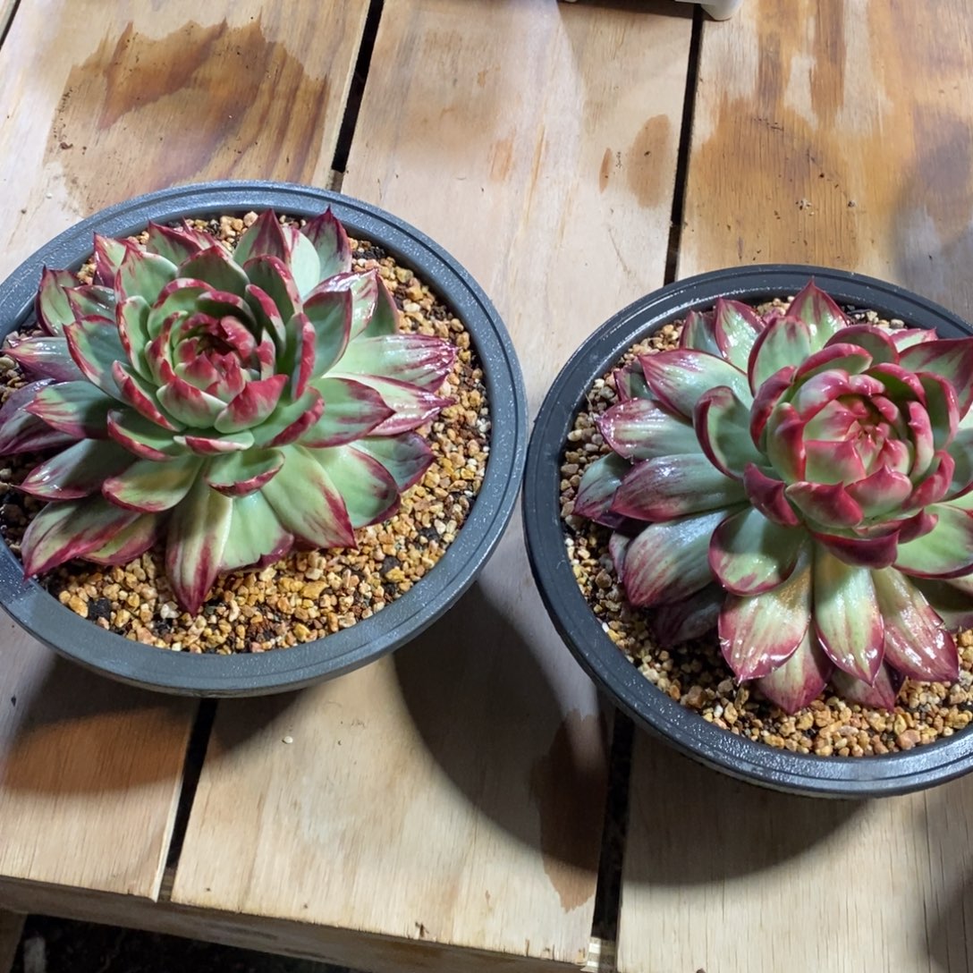 舞***魂惊鸿仙子一物一拍