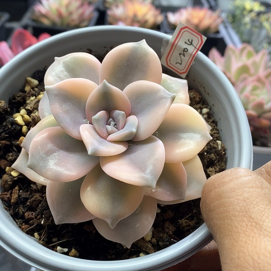 2204粉紫乐腹轮锦多肉