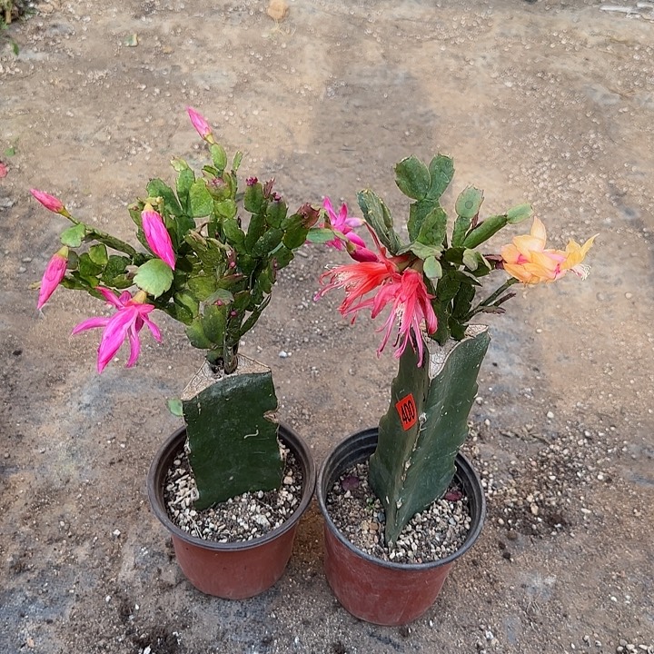 399+400嫁接蟹爪兰：橘粉+黄索