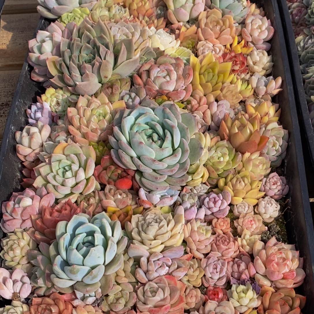 046点人气爆棚的时间是什么