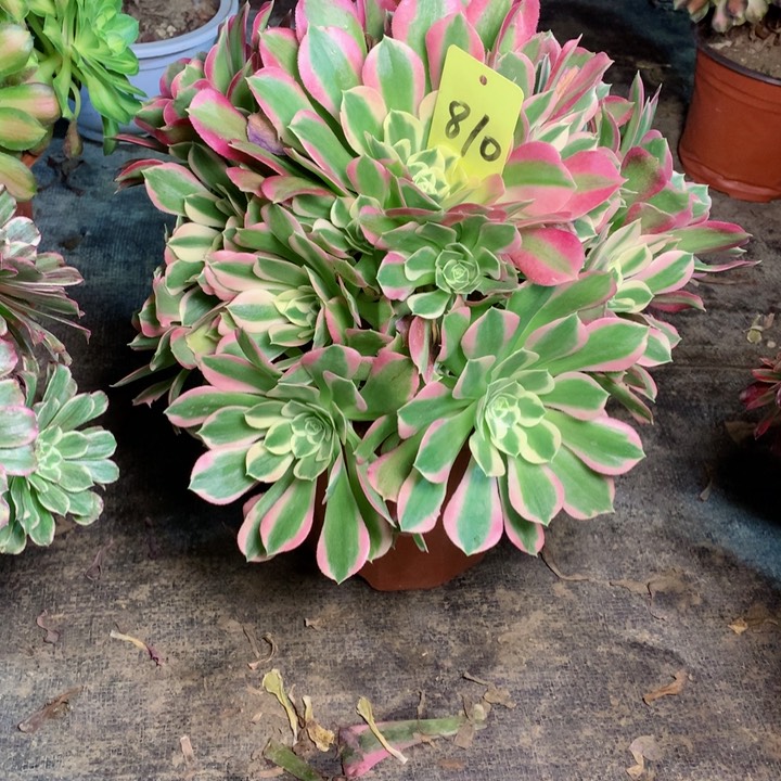 810白凤多肉一物一拍～