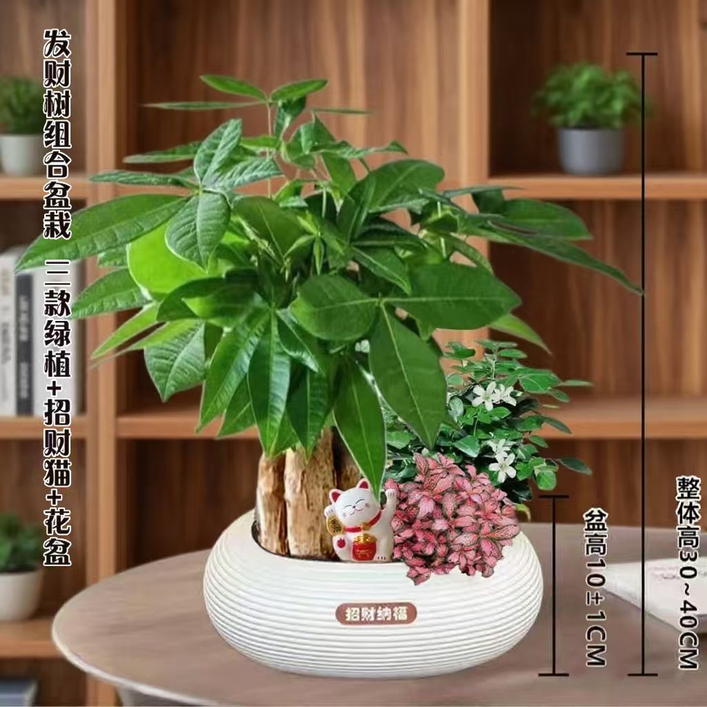 发财树组合盆栽含九里香办公桌面好养常青绿植