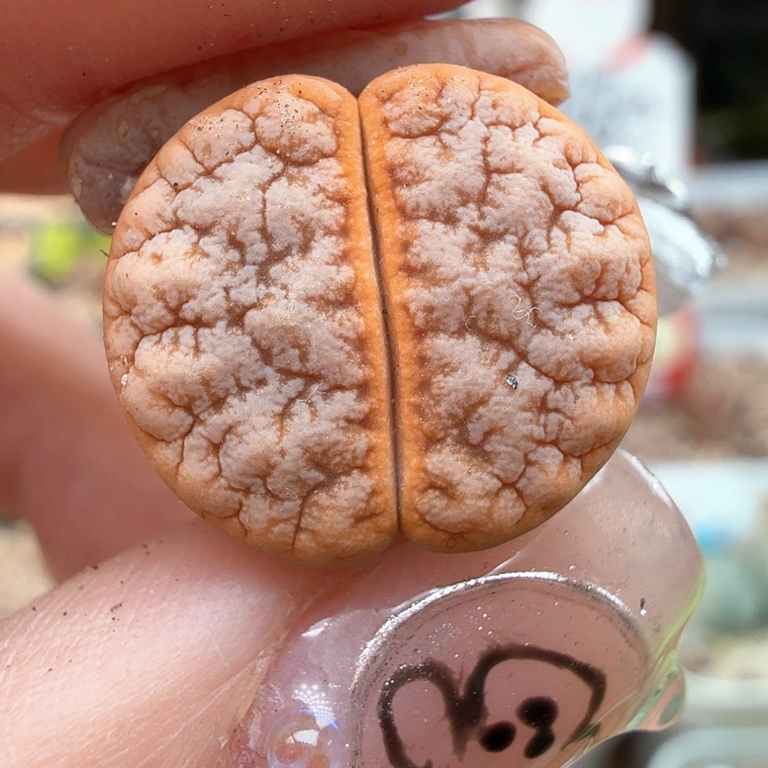 1.22.33/铁子/多肉植物