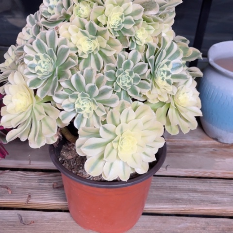 多肉植物绿豆沙锦。