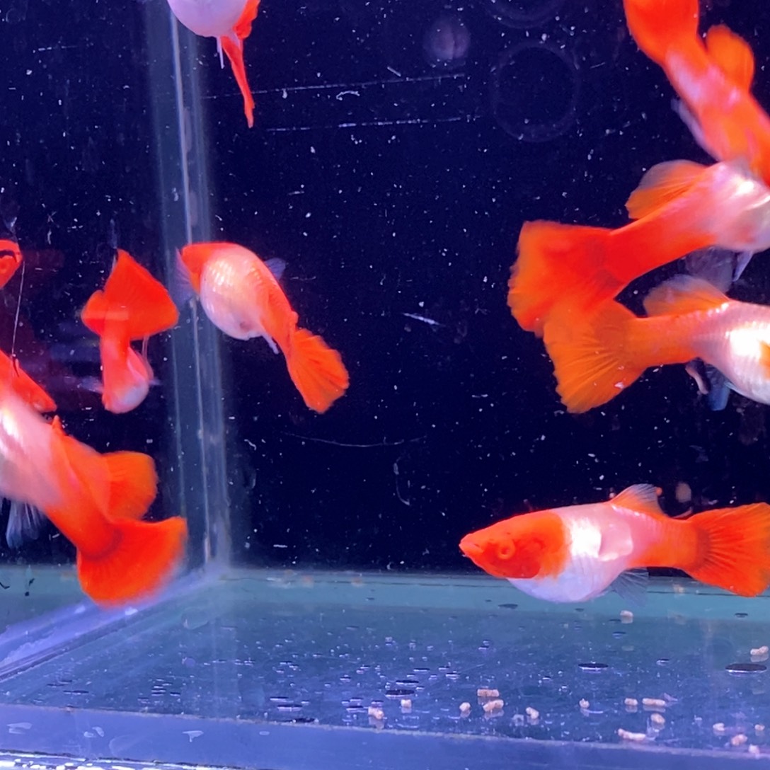 孔雀鱼红头20条包邮