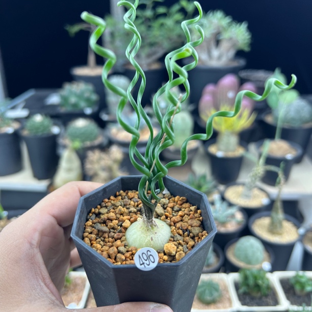 钢丝弹簧草一物一拍