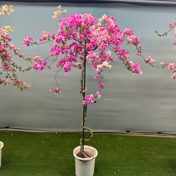 花多多高飘三角梅老桩一物一拍阳台庭院爬藤飘枝四季开花原盆发货