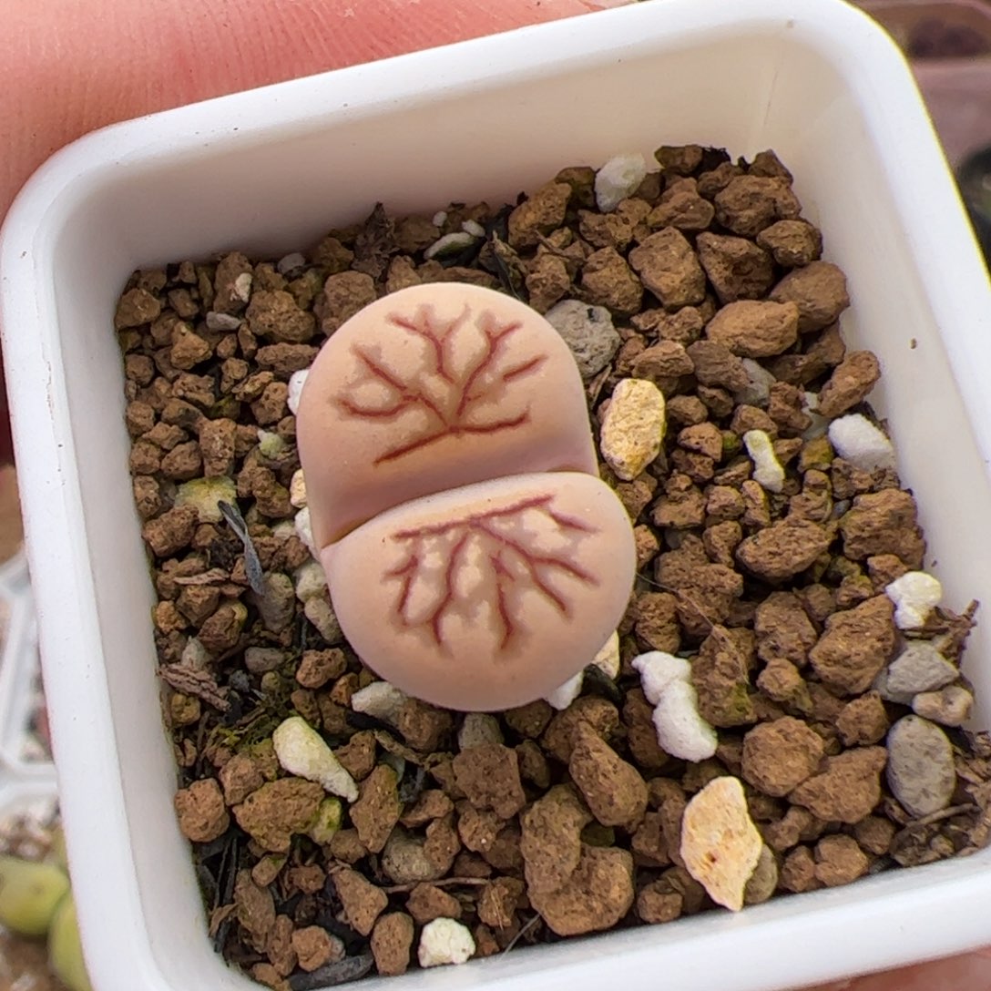 0647号菊化石 多肉植物