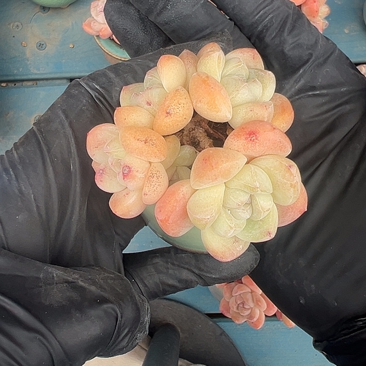 3462，五头冰玉带盆发的