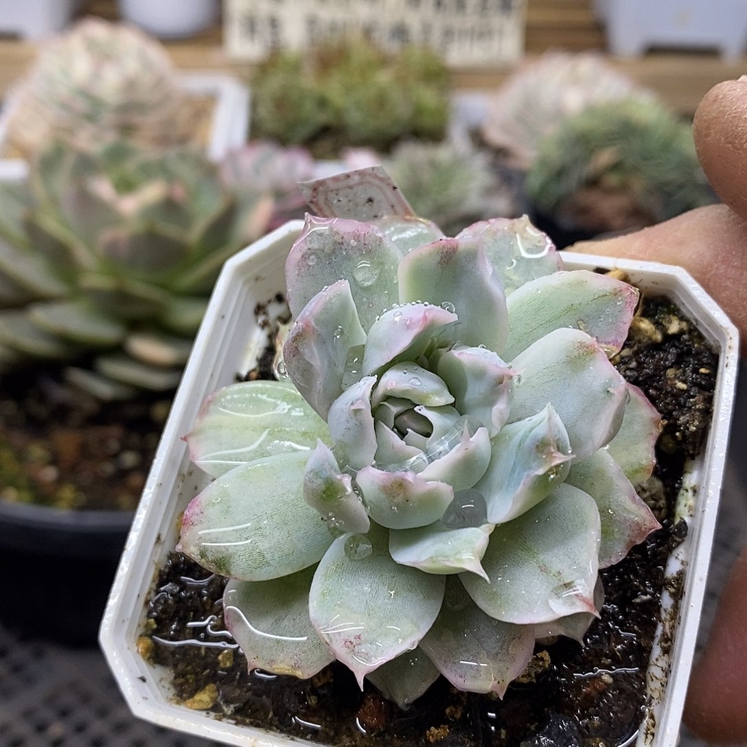 0207 小辛普森锦 需延时发货