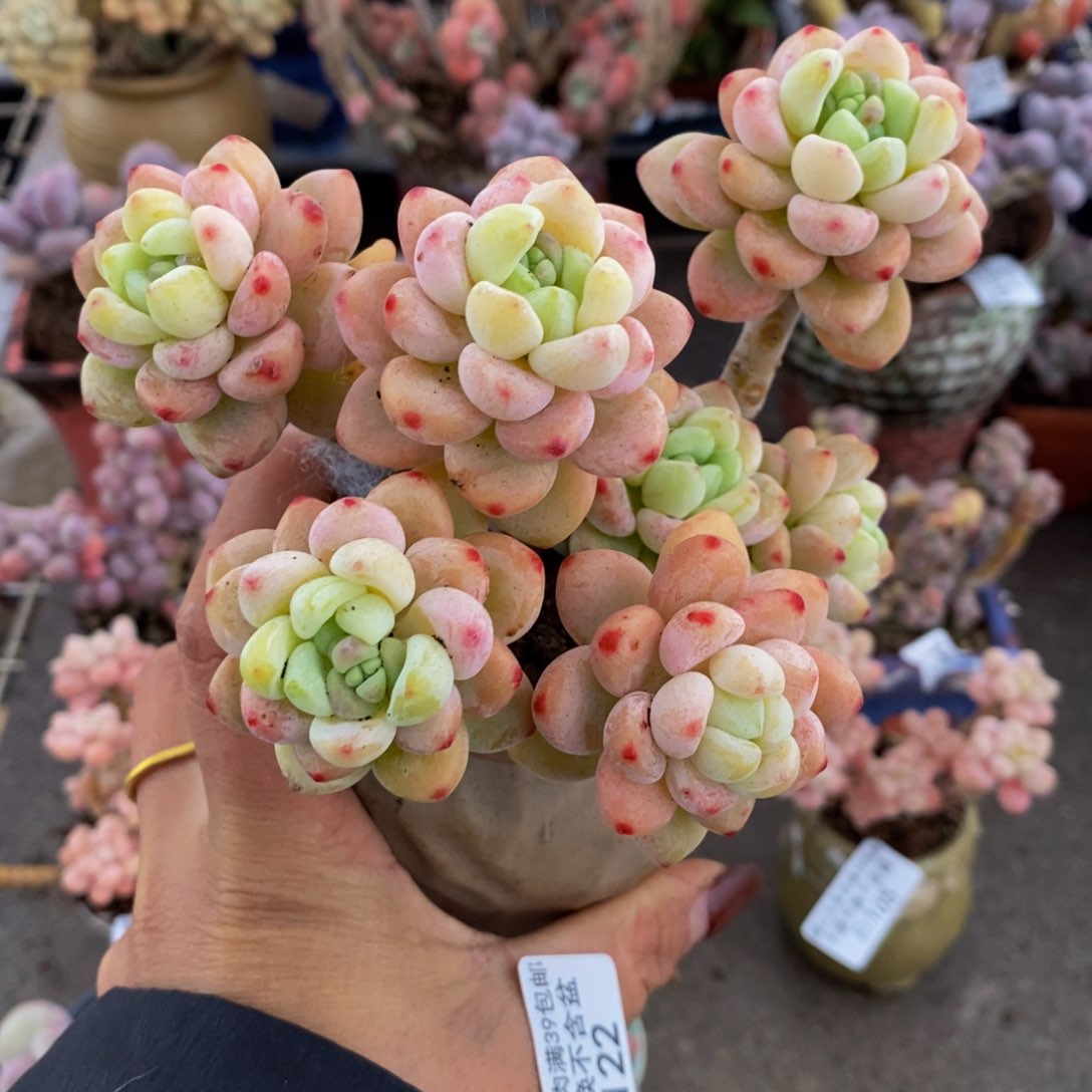樱花罗琦122/10c m