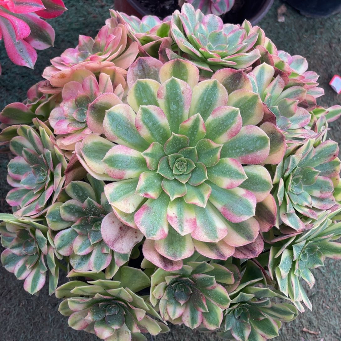 789雨合精品法师老桩