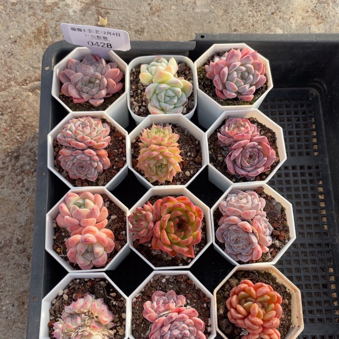 不包整散 盆子不售后0428