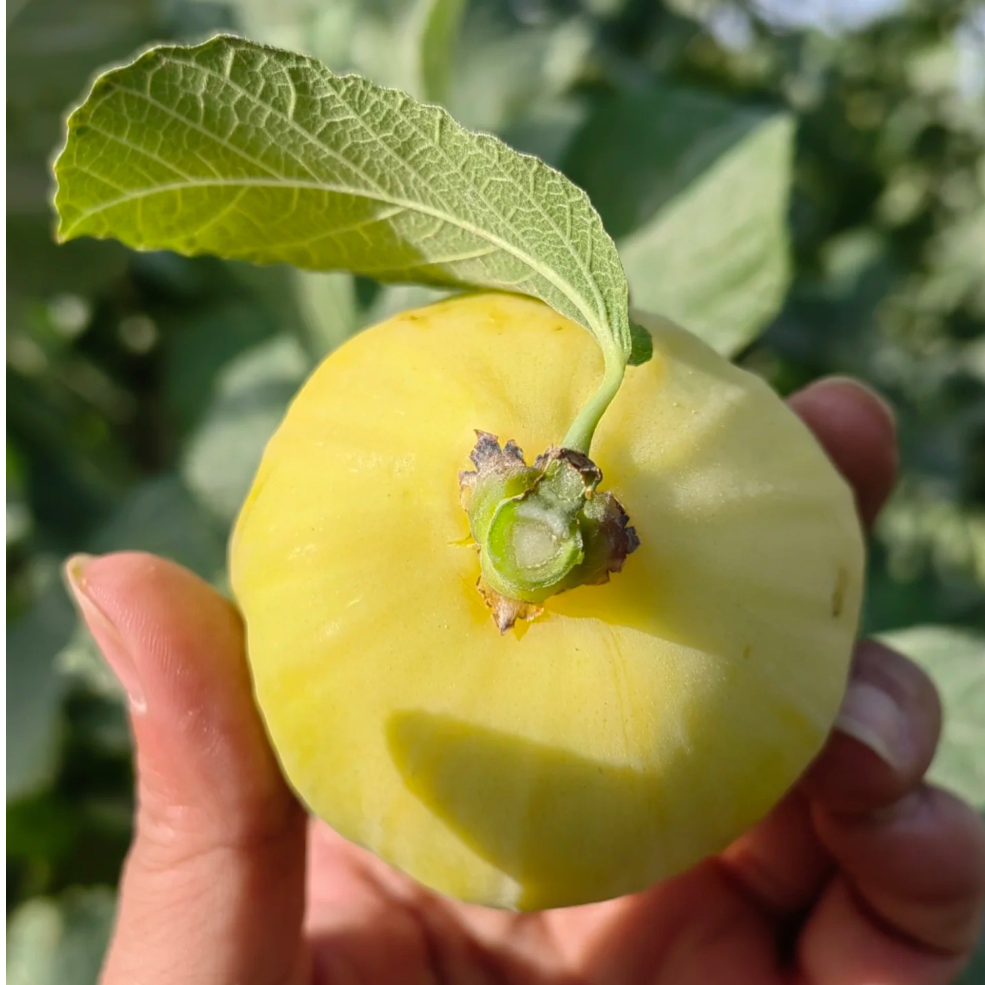  新疆早黄无花果新鲜糖包子孕妇水果现摘阿图什特产非威海青皮