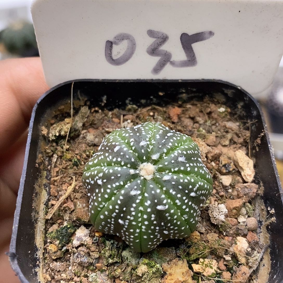 开播后特价来了来