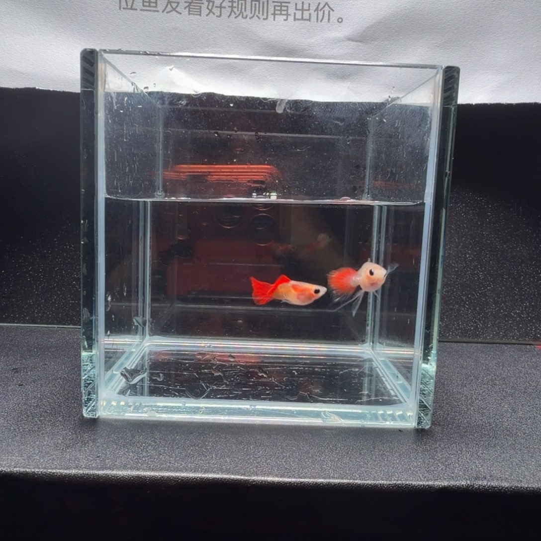 孔雀鱼银河琉璃大C1对