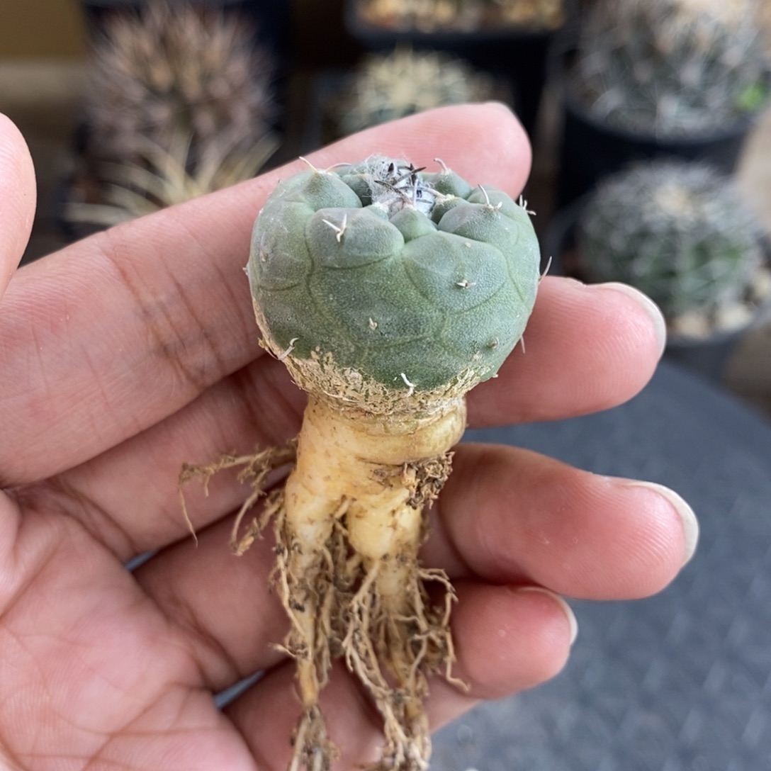 冬云娇丽双11浮力