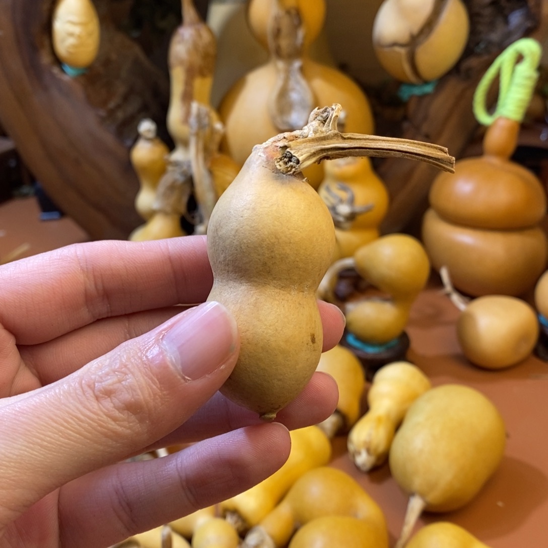 W***m教练教练咯哦哦哦哦咯