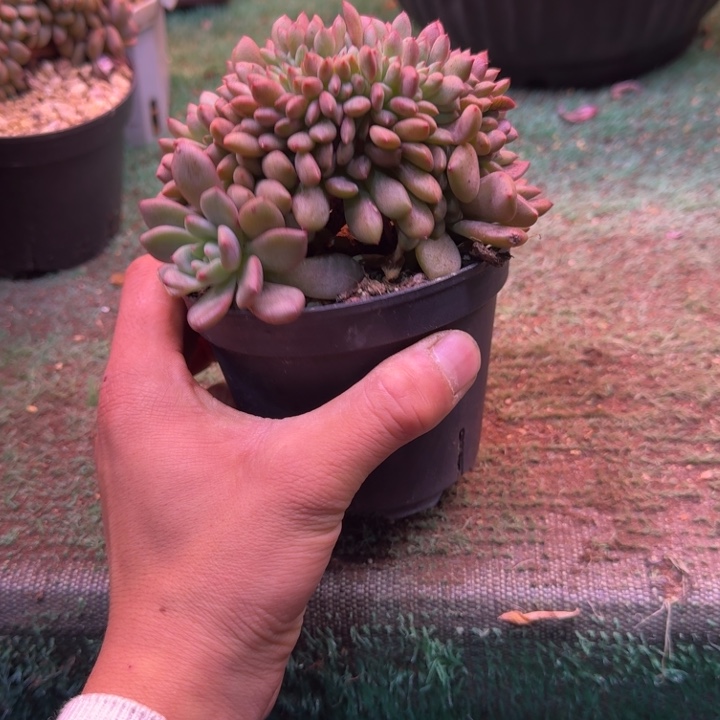 星影树缀无砍多肉