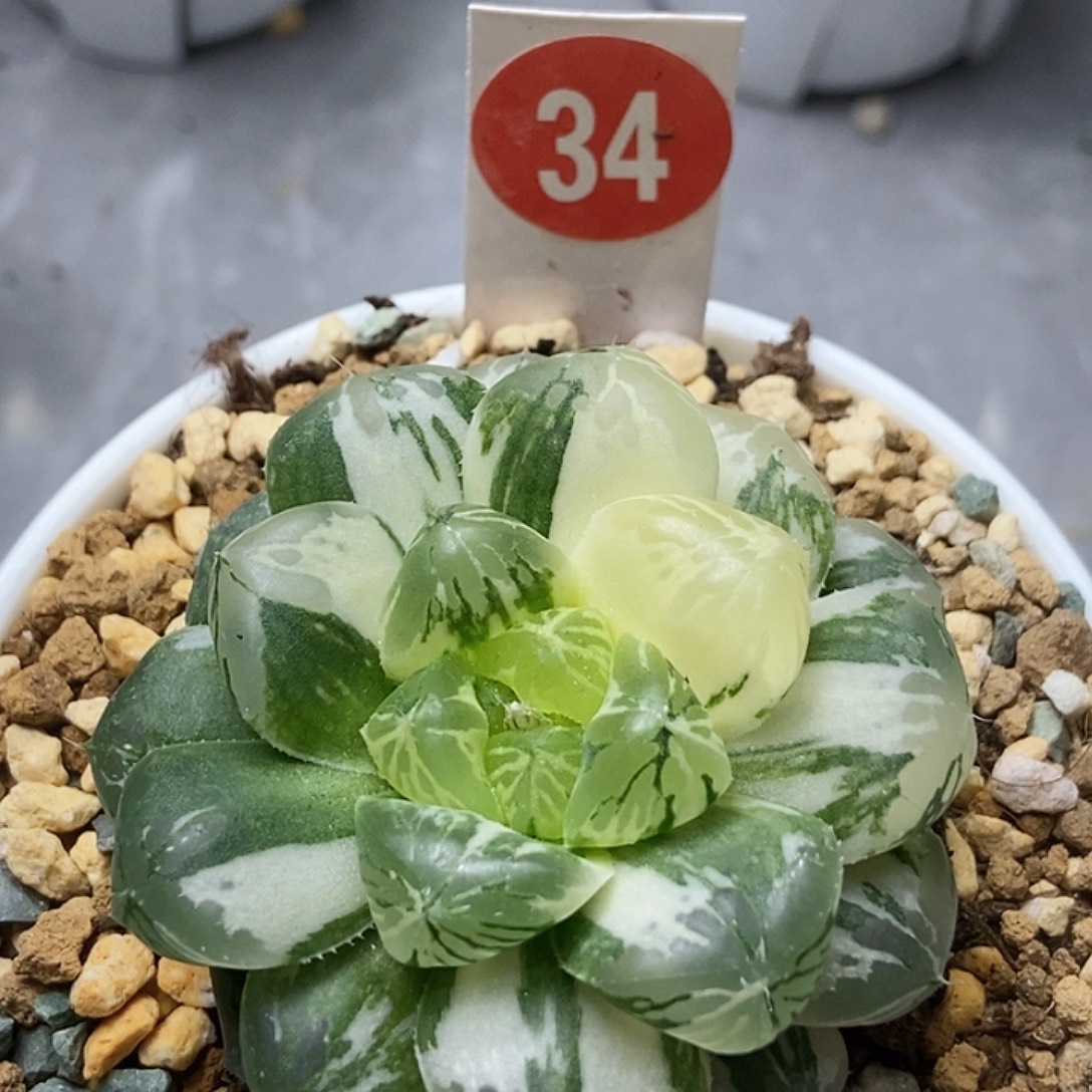 玛琳玉露锦341111111111