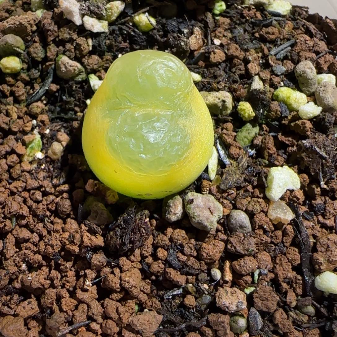 肉锥多肉植物组合-O泡395