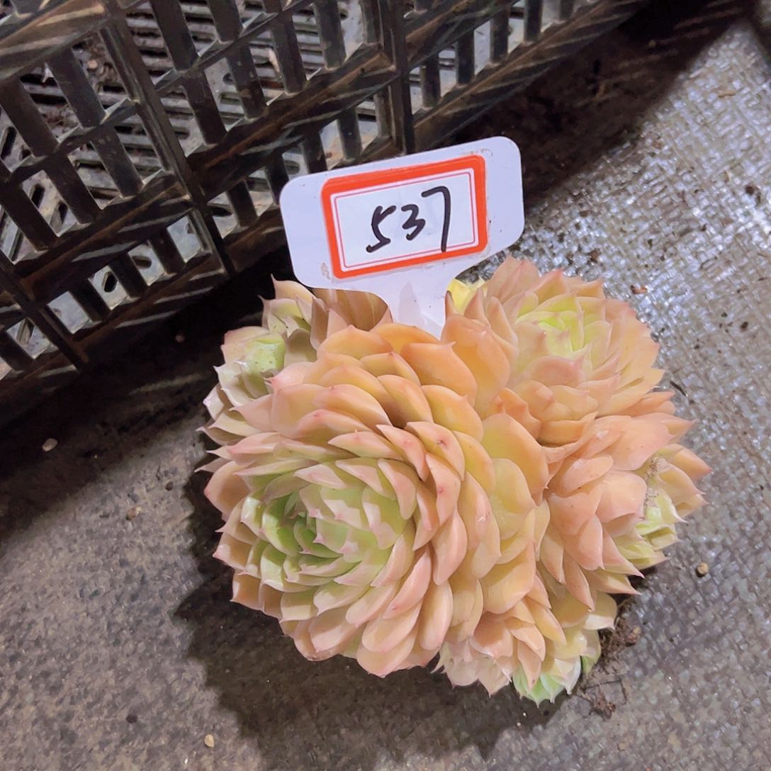 昂**锦537盎司落38元元元元