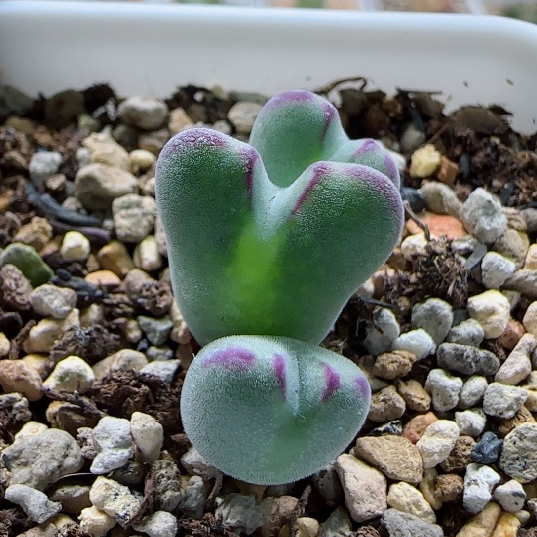 2-2-1-4全场8.8折58包邮毛少将杂交脱土