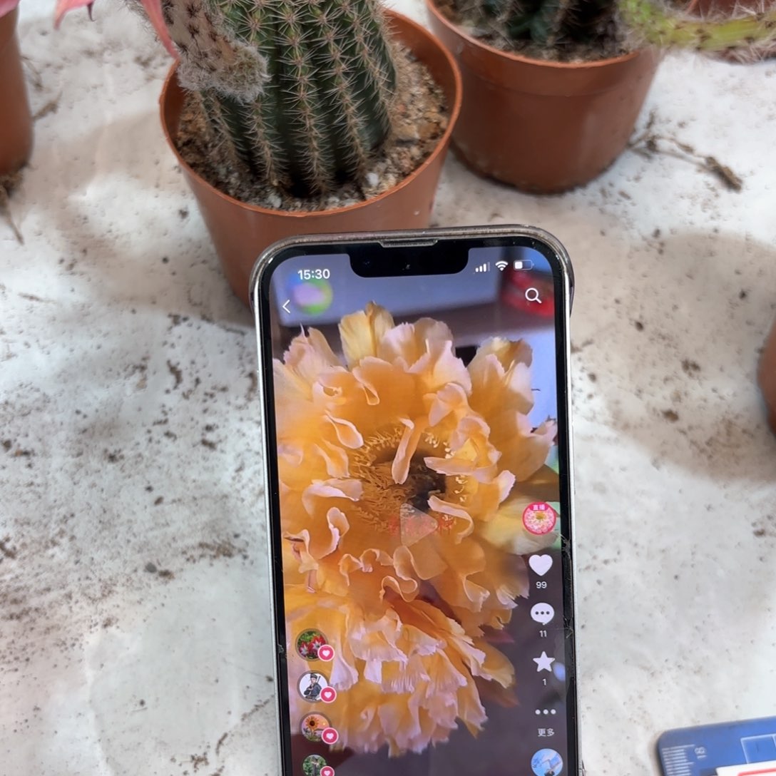 彩草黄金甲6.9公分左右