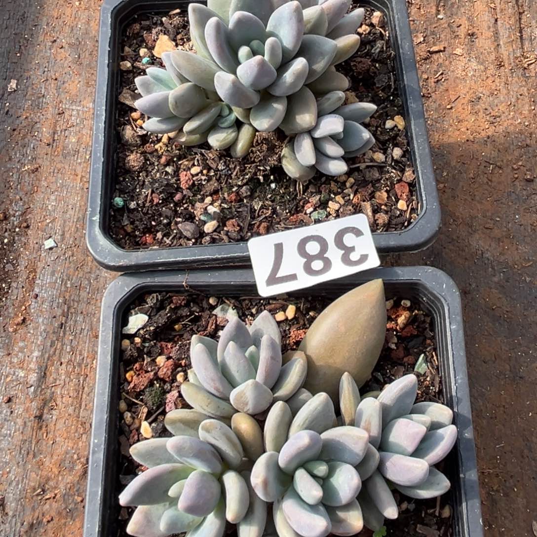 黑加仑多肉植物387