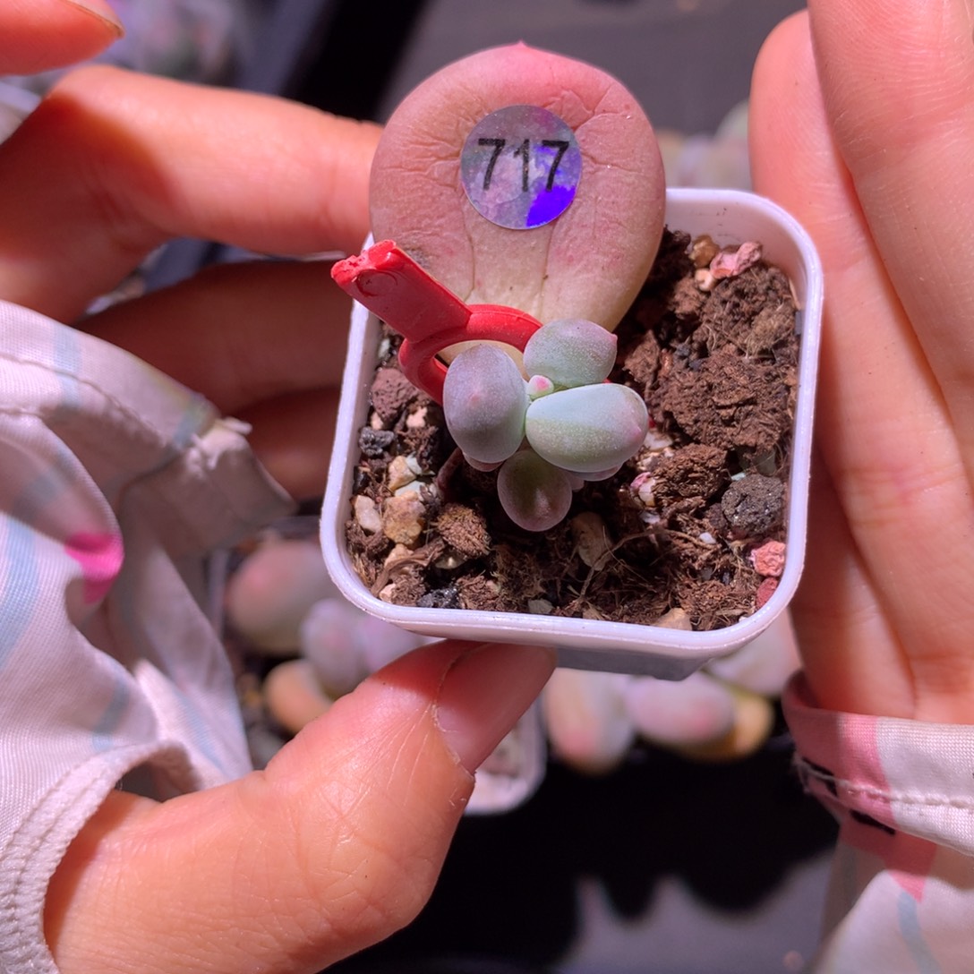 黄金鸡蛋大叶奶叶插苗