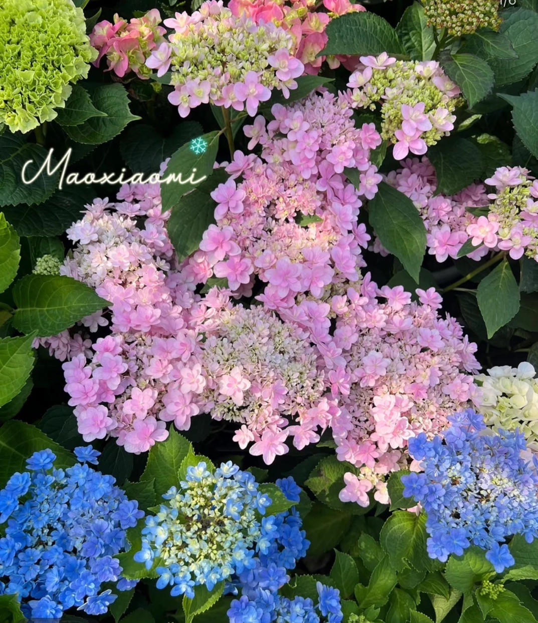 春风1  绣球花一物一拍
