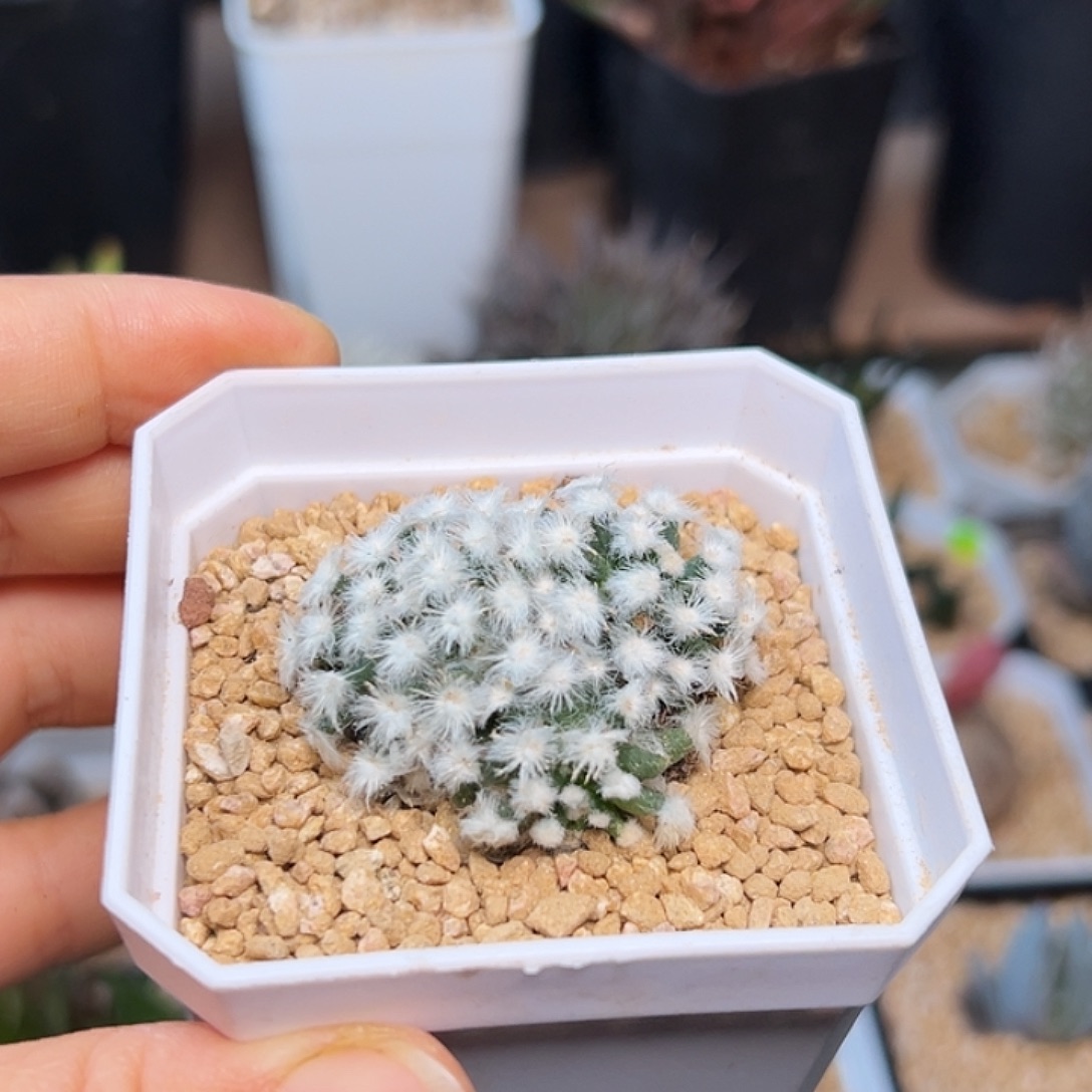 降落伞白星3头自根带盆发货