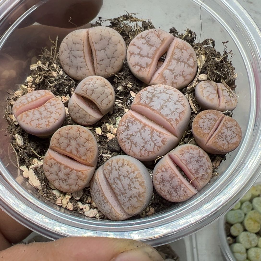 【闪购商品】 612。    